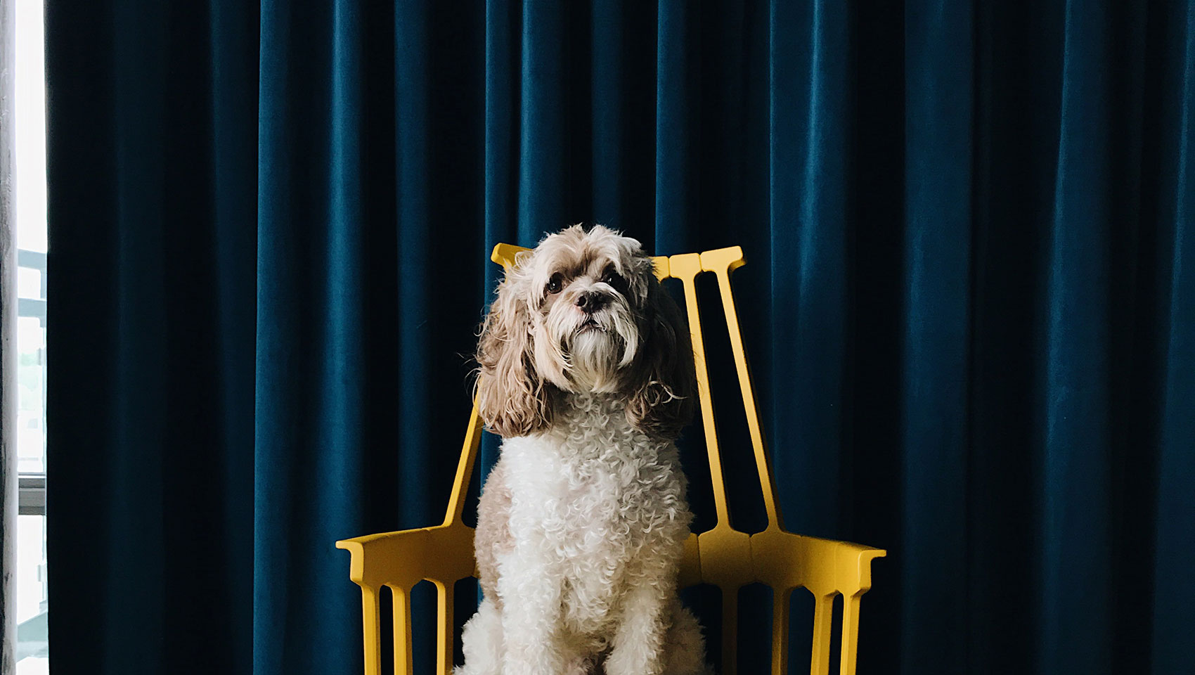 Dog on Chair