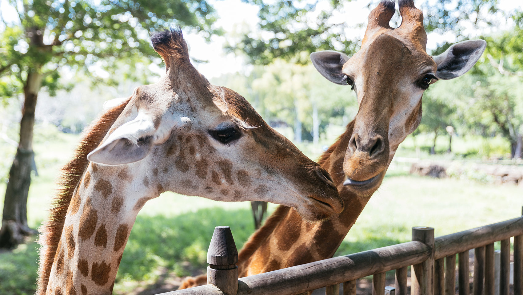 Close-up of 2 giraffes at the zoo