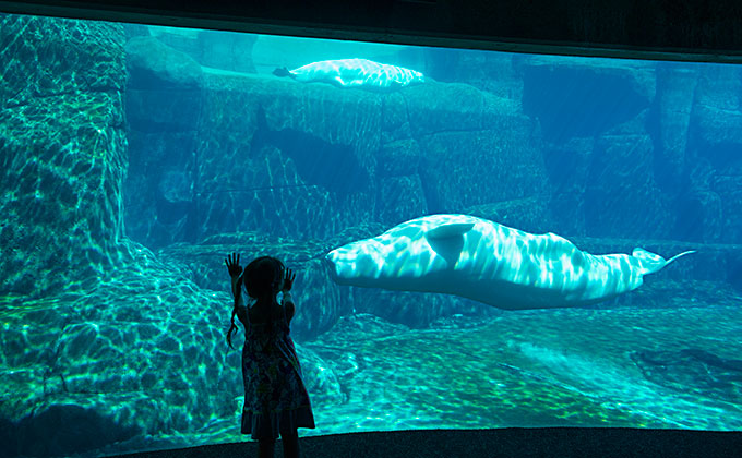 Girl looking into large aquarium tank with animals swimming